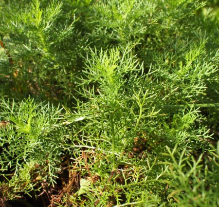 Artemisia chamaemelifolia - Kamillen-Beifuß